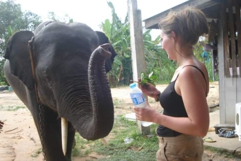 FB_IMG_1546609767671_1.jpg - Home stay Elephant Village Surin Thailand | https://sumnangtravel.com