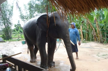 FB_IMG_1546609773998_1.jpg - Home stay Elephant Village Surin Thailand | https://sumnangtravel.com