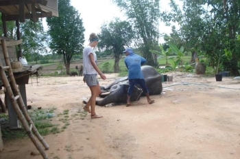 FB_IMG_1546609783896_0.jpg - Home stay Elephant Village Surin Thailand | https://sumnangtravel.com