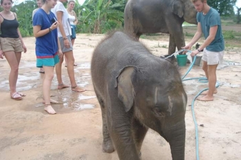 FB_IMG_1546609799043_0.jpg - Home stay Elephant Village Surin Thailand | https://sumnangtravel.com