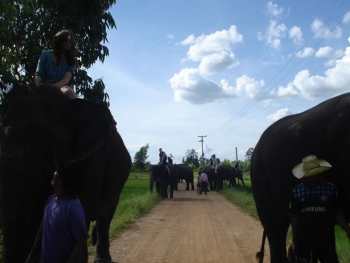 FB_IMG_1546609929456_0.jpg - Home stay Elephant Village Surin Thailand | https://sumnangtravel.com