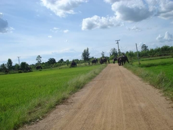 FB_IMG_1546609933692_0.jpg - Home stay Elephant Village Surin Thailand | https://sumnangtravel.com
