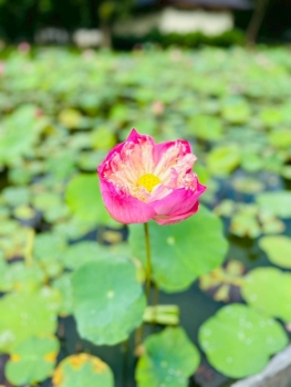 254587.jpg - ท่องมรดกโลกบุโรพุทโธ วัดพุทธที่ใหญ่ที่สุดในโลก | https://sumnangtravel.com